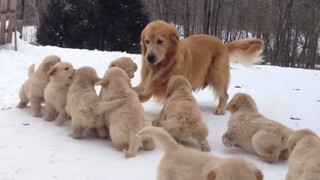 Golden Retriever: Sangat menjengkelkan, sangat menjengkelkan