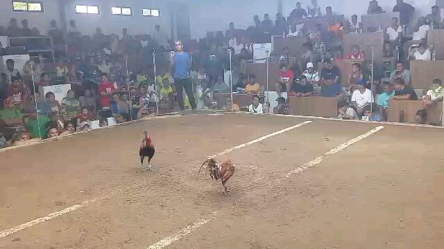 #2hits ulutan Blue diamond arena #anotherchamp#parapachamp win#thanks g#champion🏆🐓🐓