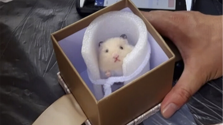 فأر الصوف المحبوب يعود إلى المنزل بفضل الصداقة