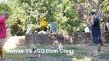 Swhite VS Joe Goode Grey Arayata Dom Cross First Spar