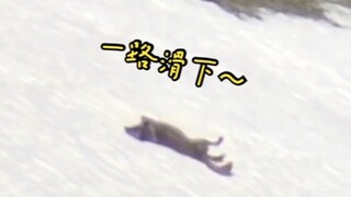 [Yellowstone National Park] Wolf lying on the snow slope and sliding down ~~ Black Wolf 1048M