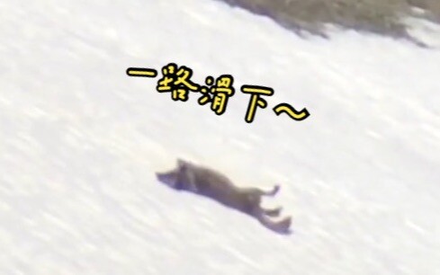 【黄石公园】狼狼躺在雪坡上一路滑下～～黑狼1048M