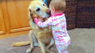 Best Video of Cute Babies and Pets - Funny Baby and Dogs  || Just Laugh