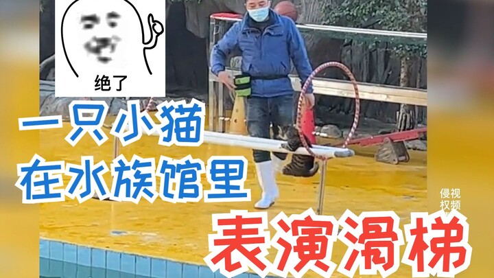 Seekor kucing calico beraksi di seluncuran di akuarium, netizen terkagum: Tak ada sebutir makanan ku