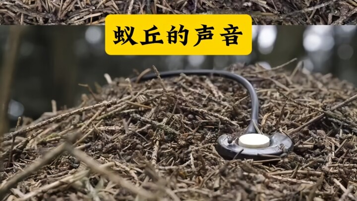 “Pengumpul Suara Hunter x Hunter: Mengumpulkan Berbagai Suara dari Alam”