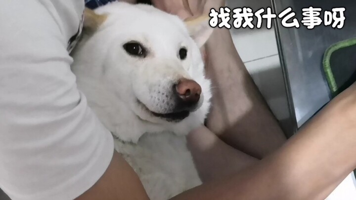 【Chinese Native Dog】Little White has claimed the owner’s lap and won’t even let go!