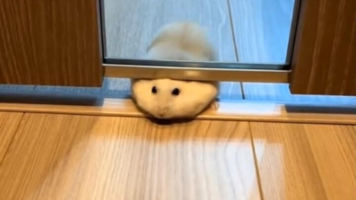 بالتأكيد لم أزد وزني خلال عيد الربيع!