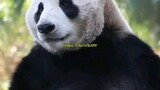 Fakta Menarik Panda Yang Jarang di Ketahui
