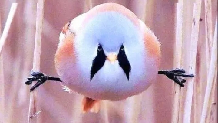 “I’m just fluffy, not chubby!”