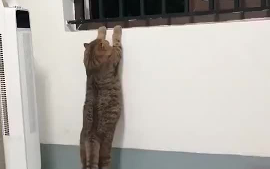 The best way to prevent your cat from running around everywhere is to fatten it up.