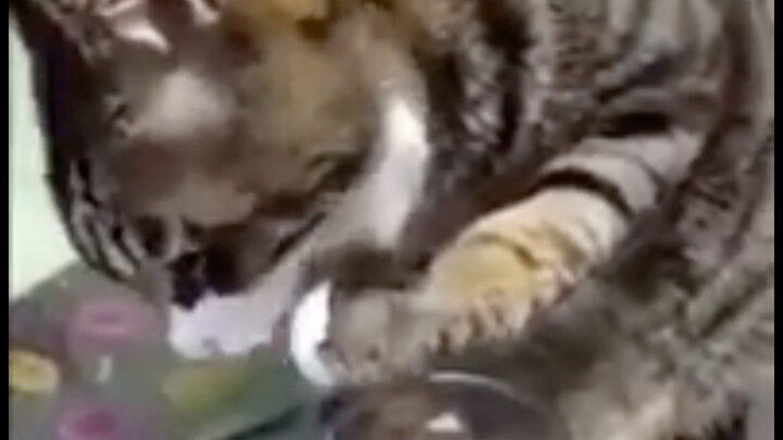 ขำตาย! แมวตัวหนึ่งบน TikTok แอบดื่มไวน์แดงจนกลายเป็นไวรัล เท้าเดินเมาของมันเหมือนกับทอมในเรื่องแมวแล