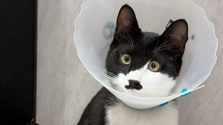 Dairy Cow Cat: Sorry, relying on myself really isn't reliable!