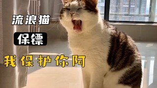 救了一只流浪猫，后来它成了我的保镖