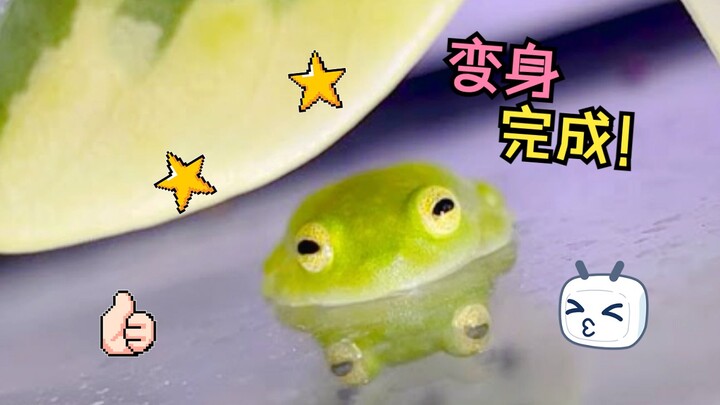 【Katak kaca】Sang katak mengantuk, dalam 1 detik langsung pipih