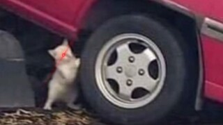 "Actions of Top-Level Animals"