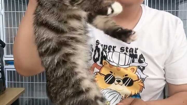 Detail Teknik Melatih Kucing