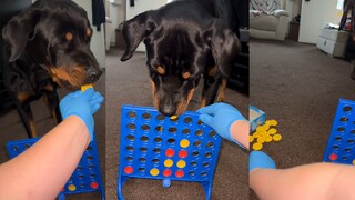 无聊时 和狗狗玩四子棋也挺不错的