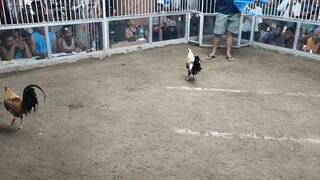 2 cock holutan first fight pumpkin #win
