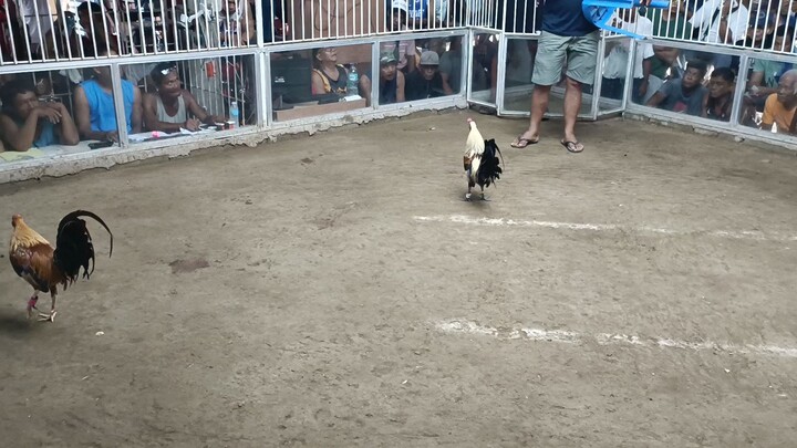 2 cock holutan first fight pumpkin #win