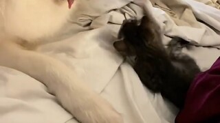 الكلب الكبير يقع في حب القطة الصغيرة