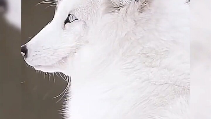 Trụ Vương: Bây giờ thì các ngươi đã hiểu ta rồi chứ?