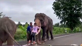 الفيل الصغير يشعر بالغيرة عندما يرى صاحبه مرفوعًا عاليًا، ويظهر عدم رضاه على الفور