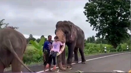 ลูกช้างเกิดความอิจฉาเมื่อเห็นเจ้านายของตนถูกยกขึ้นสูง