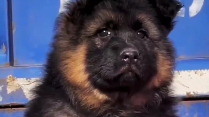 Mom went on a mission, and little police dog Wang woke up to find her gone, so sad he’s almost in te