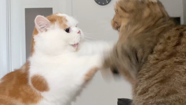Trận chiến ác liệt giữa hai chú mèo