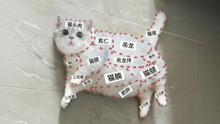 “Kenapa harus punya niat jahat begitu besar sama satu mobil kucing?!”