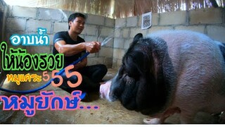 อาบน้ำให้หมูยักษ์ไม่ใช่สิ...อาบน้ำให้หมูแคระ555