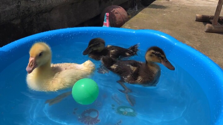 First time raising ducks—when they see water, they just jump right in.