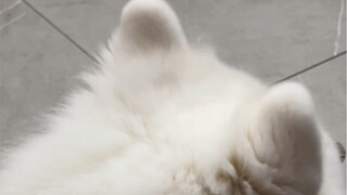 Samoyeds have a pair of flexible ears