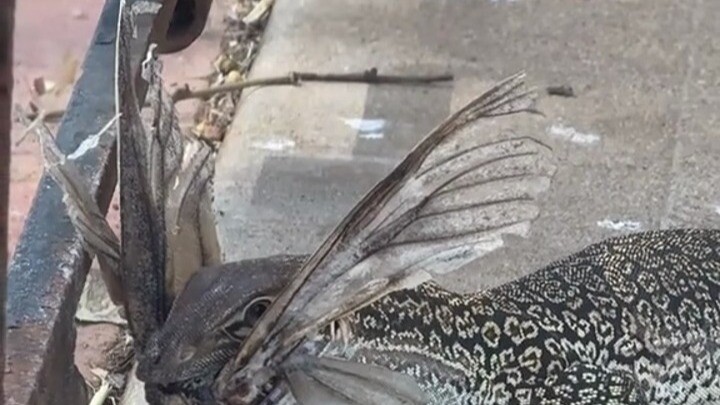 If you come across these monsters, definitely don’t get close.