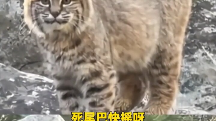 Lynx: Uncle, just call me Mimi.