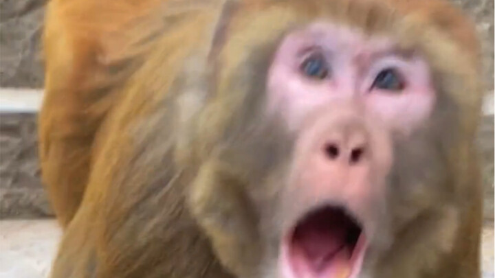 ماذا يحدث إذا هاجمت قردًا من الخلف؟