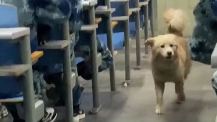 هل يُسمح فعلاً بجلب الحيوانات الأليفة إلى مدرسة ناننينغ الثانوية الثانية؟ إدارة المدرسة ترد: هذا حقي