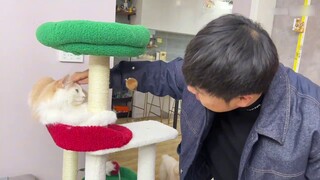 Kucing ini sangat tidak kooperatif dengan kinerja suamiku, kata temanku, siapapun yang memakan bom l