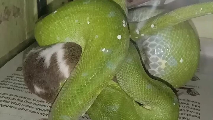 livefeeding carper phyton & green tree phyton ( morelia spilota / morelia viridis )