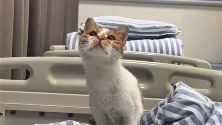 Chú mèo y tá thật ấm áp