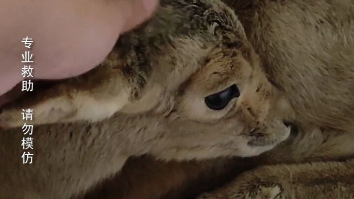 为了响应国家号召，我被三只羊吃穷了~