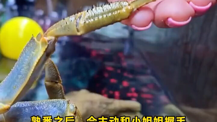 The young lady thought the crab was so cute she couldn’t bear to eat it, so she decided to keep it a