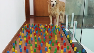 Obstacle Challenge CAT vs DOG