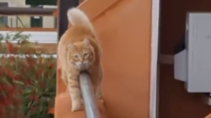 Cat: Watch closely—I’m only teaching this once!
