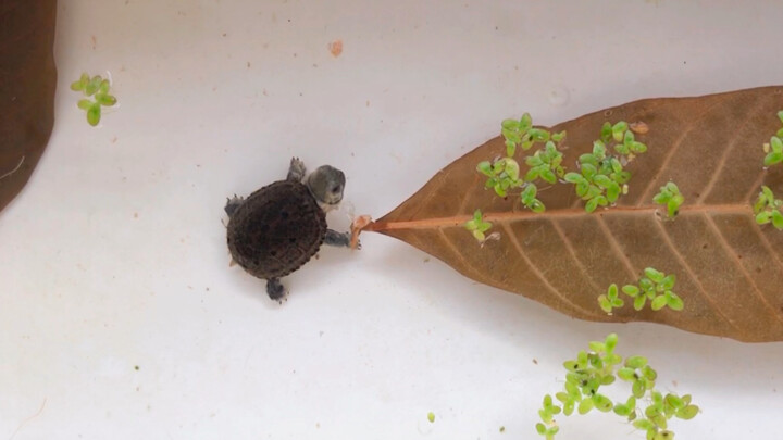 [Animals]I have a cute little turtle...