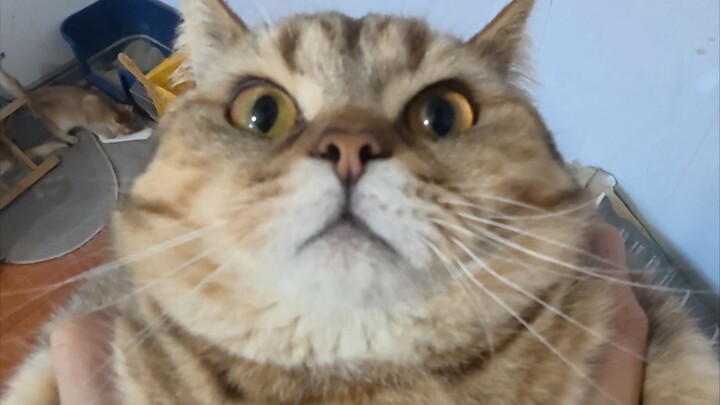 Mèo