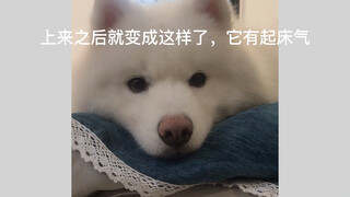 Samuo woke it up too early this morning, so it's cranky and now won't even talk to me.