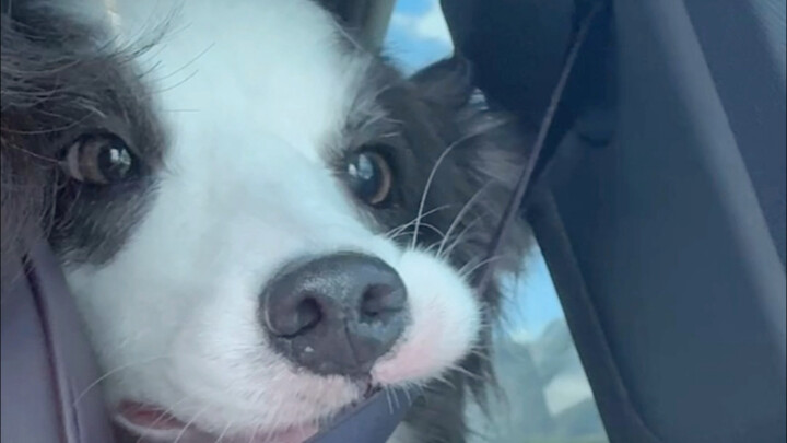 Anjing, kamu adalah seekor babi kecil yang tidak punya batasan.