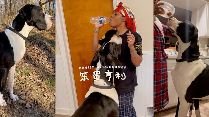 مزيج بين البقرة واللابرادور