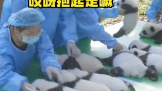饲养员分熊猫崽崽，一人抱俩！